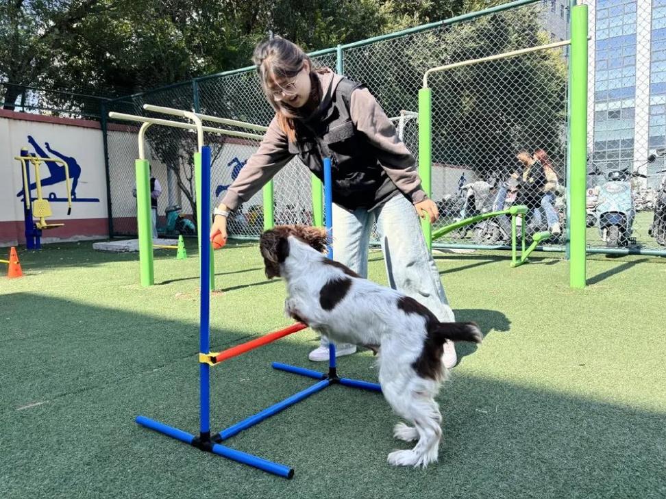 萌宠训练大师缩略图