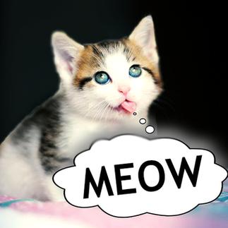 猫叫声音频mp3图标
