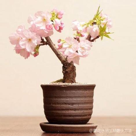樱花可以水培生根吗图标