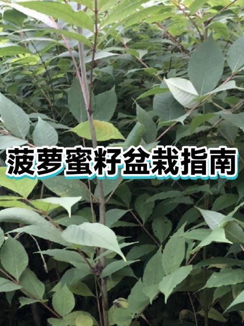 菠萝蜜籽怎么种