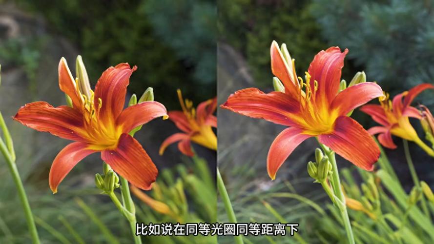 如何拍摄虚化背景的照片缩略图
