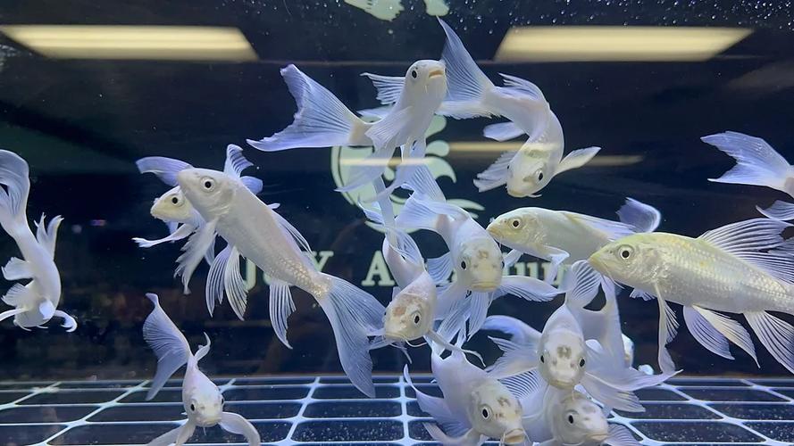 蝴蝶鲤与锦鲤区别图标