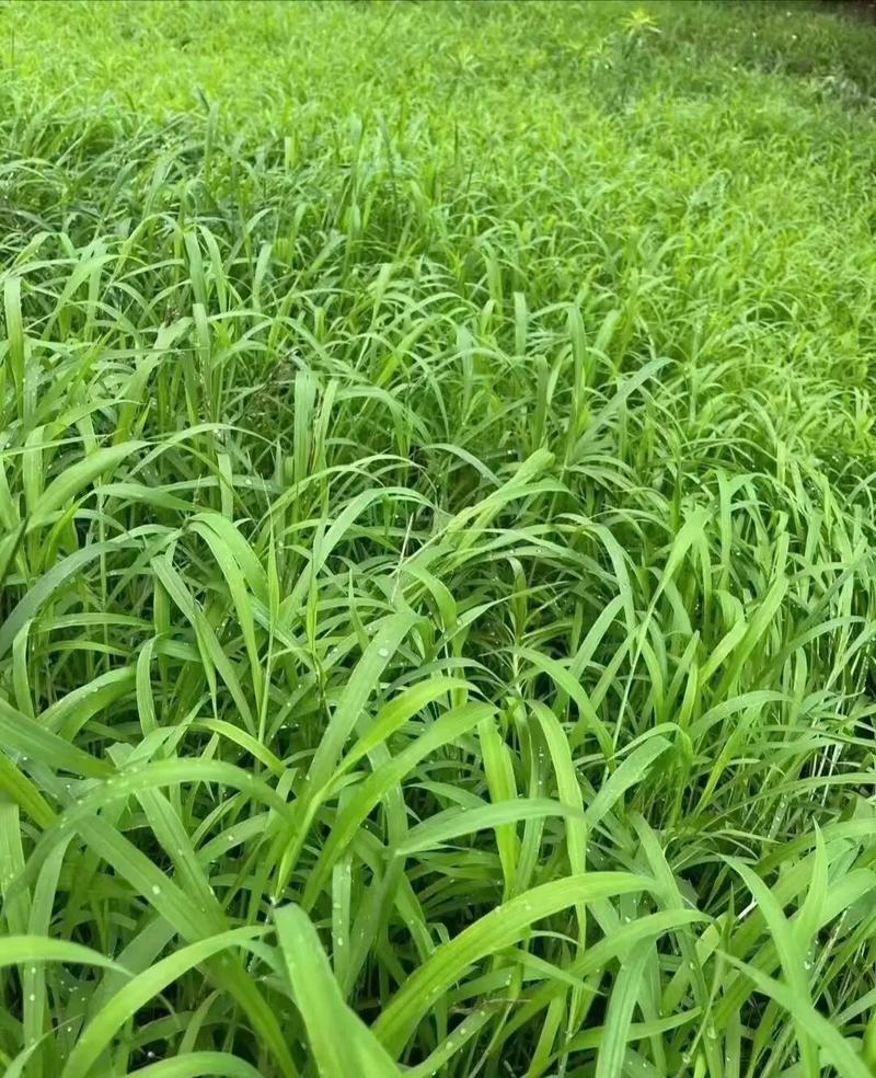 grass挖矿是真的吗缩略图