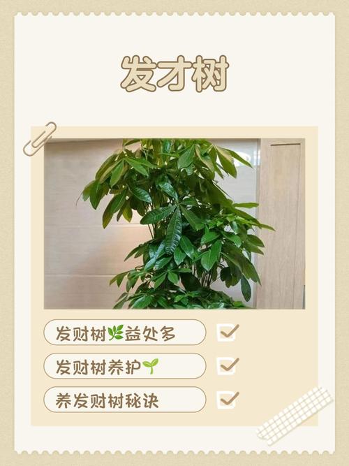 摇钱树口诀缩略图