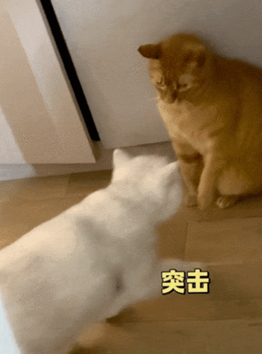 天天养猫猫下载缩略图