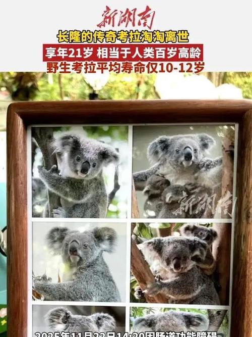 考拉淘淘游戏截图