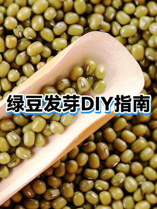 豆芽怎么做才能发芽缩略图