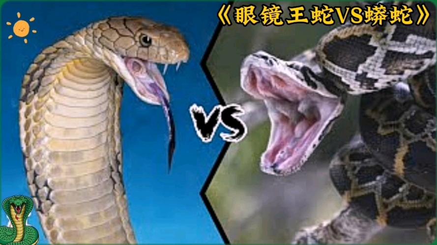 眼镜王蛇和蟒蛇谁厉害游戏截图