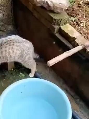 猫和老鼠游戏上架时间
