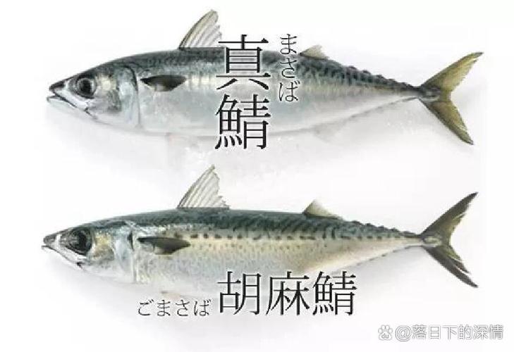 cp旧站青花鱼养殖论坛游戏截图