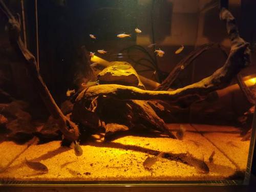 南美水族论坛手机版缩略图