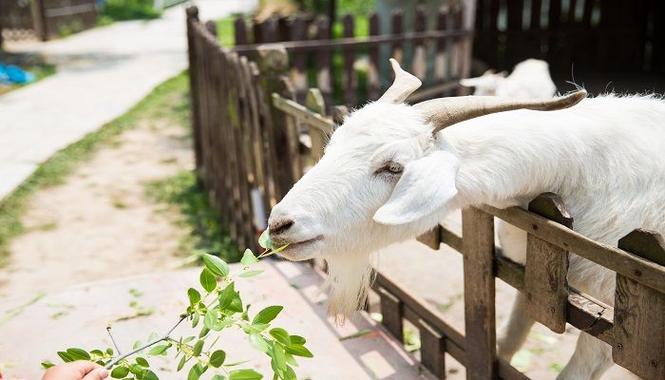 成群结队什么生肖