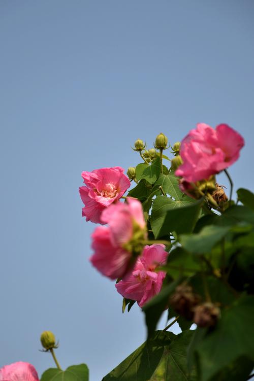 芙蓉花芙蓉花图片缩略图