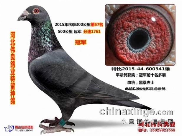 黑皮鸽子属于什么档次图标