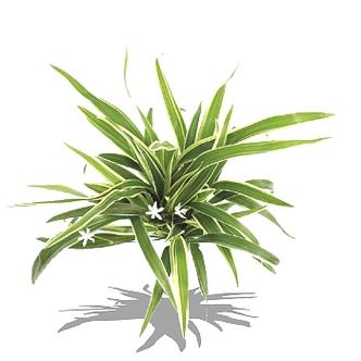 植物大战僵尸修改版植物可叠加图标