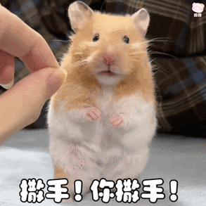 可爱鼠表情包图片