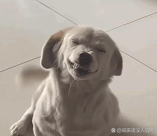 女生发呲牙高情商回复缩略图