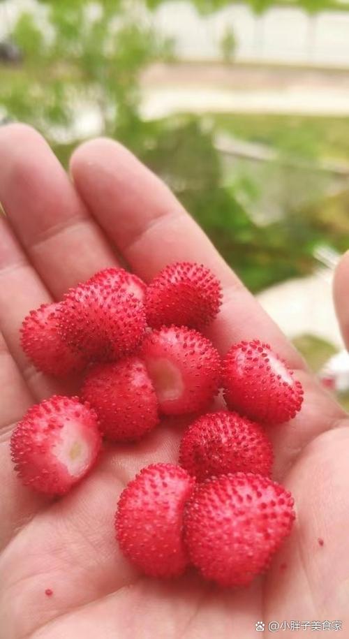 星秀小草莓缩略图