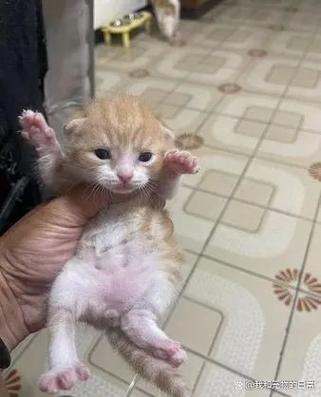 家养橘猫寿命游戏截图