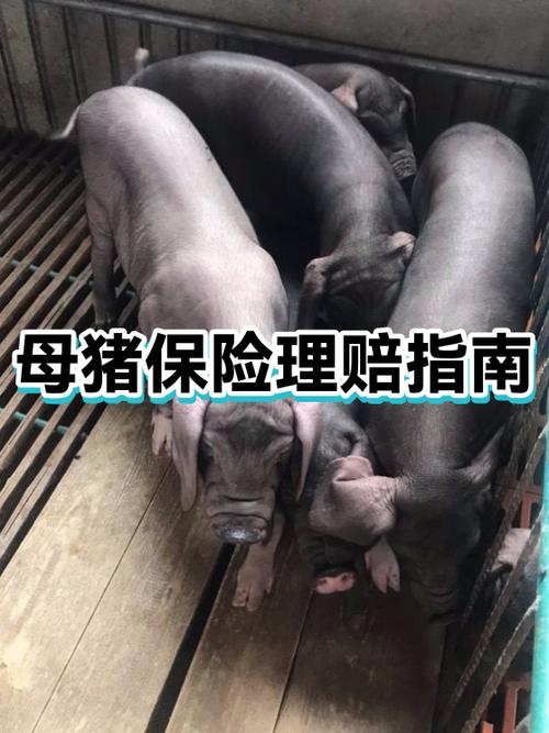 保险理赔小知识