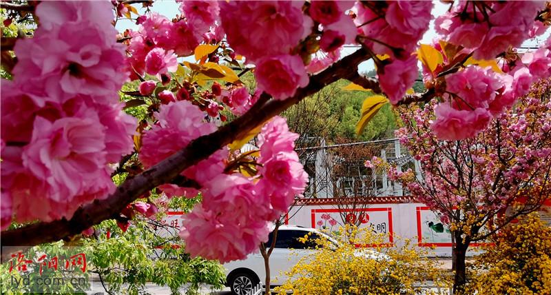 樱花小镇缩略图