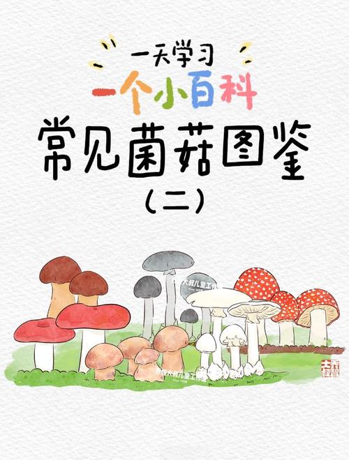 蘑蘑菇什么性格好