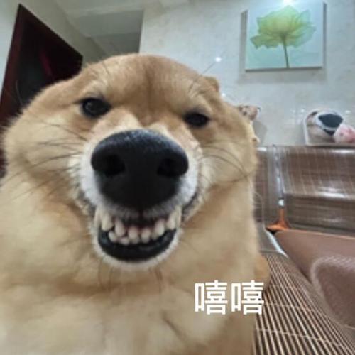 狗嘻嘻嘻嘻嘻表情包缩略图