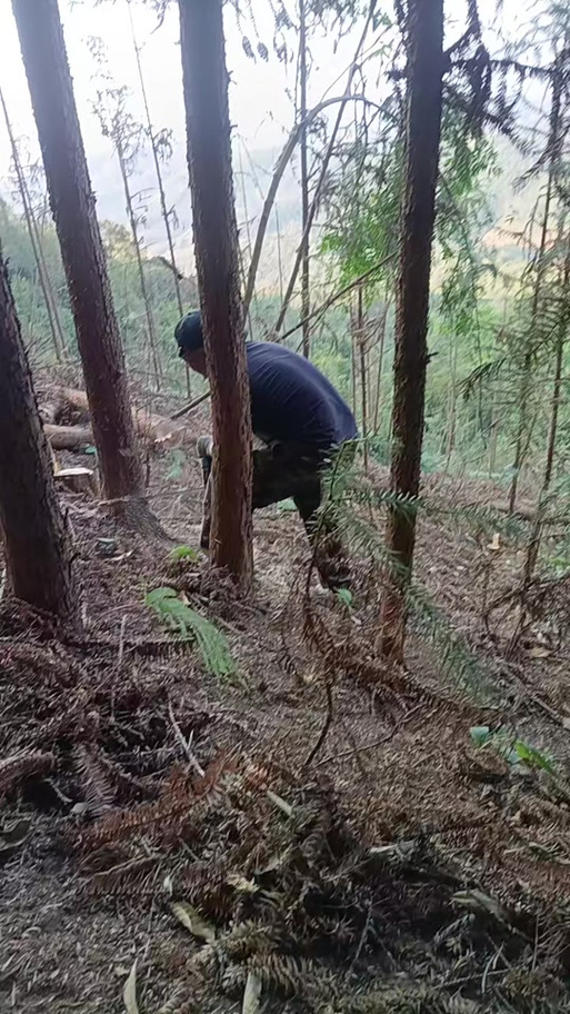 mc一键砍树