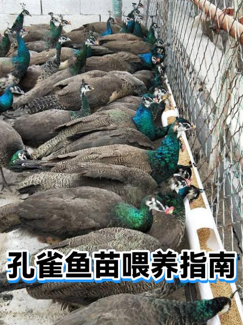 孔雀鱼小鱼几天喂食缩略图