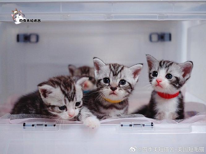 美短一天喂几次缩略图