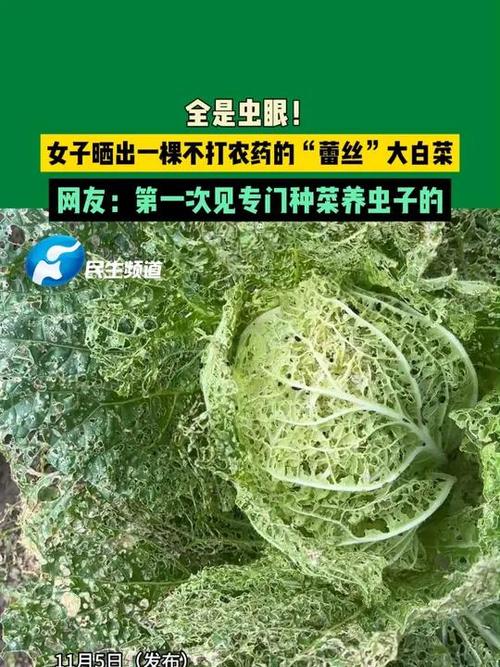 菜生虫不用农药怎么治