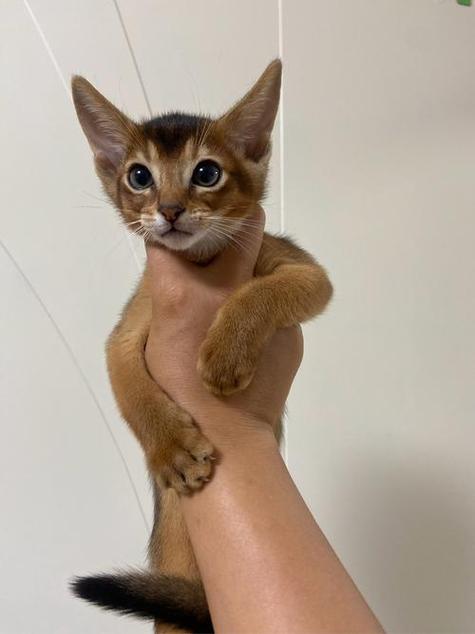埃及阿比西尼亚猫图标