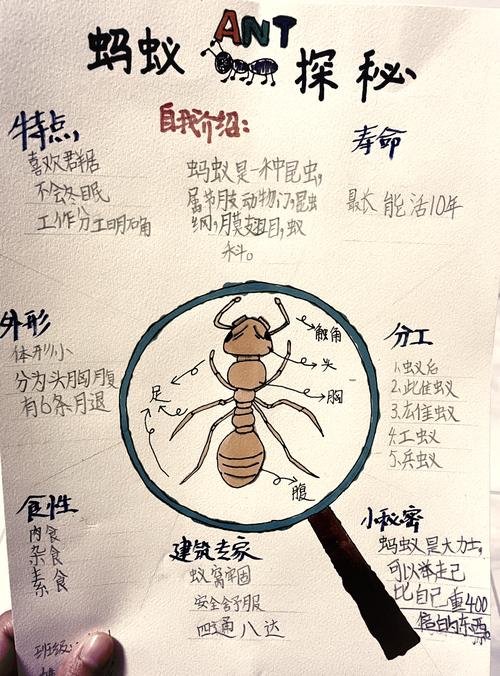 全职猎人蚂蚁篇是新版还是旧版缩略图