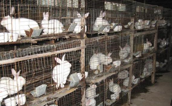 养100只肉兔一年利润缩略图