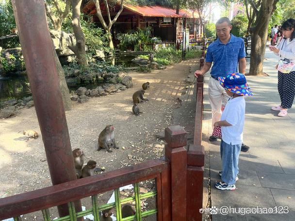 猴岛60岁以上老人免费吗缩略图