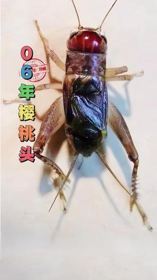 顶级蛐蛐虫王图片图标