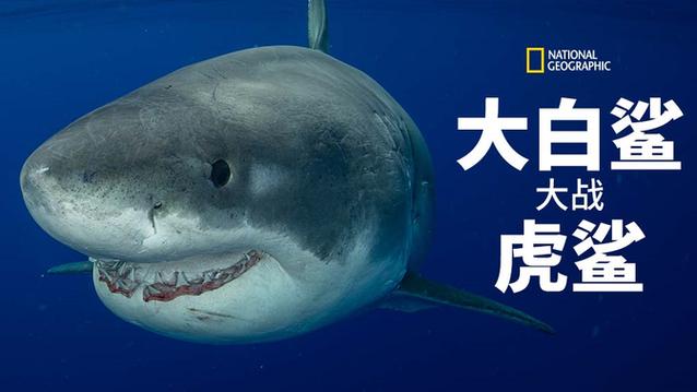 虎鲨 大白鲨缩略图