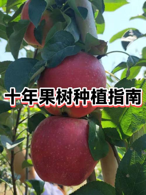 种果树投资大吗缩略图