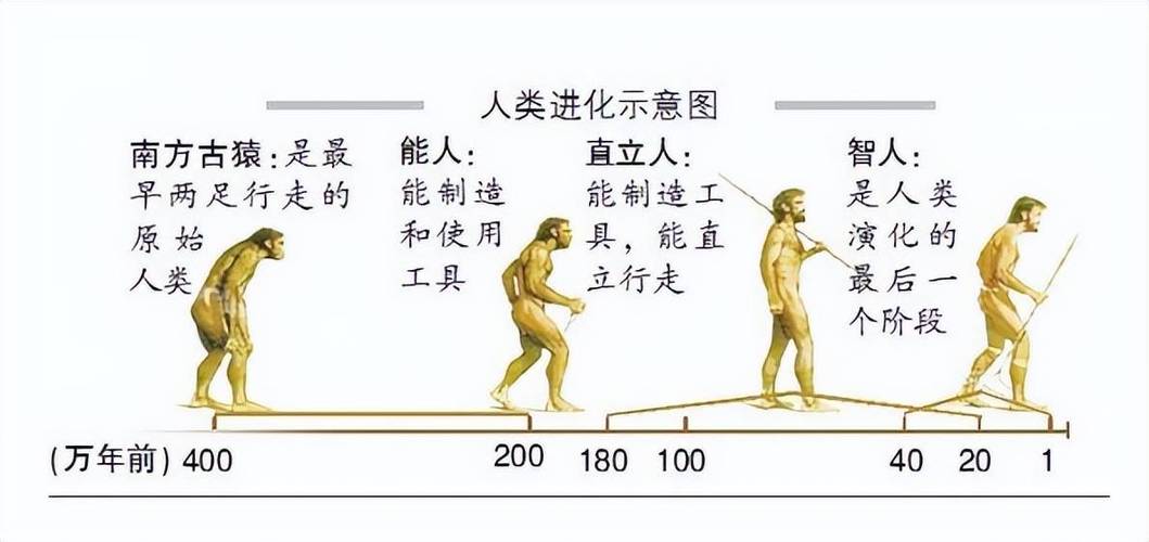 人类是怎么进化而来的?
