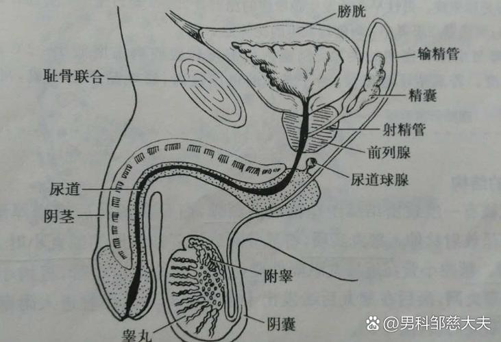 如何产生精子游戏截图