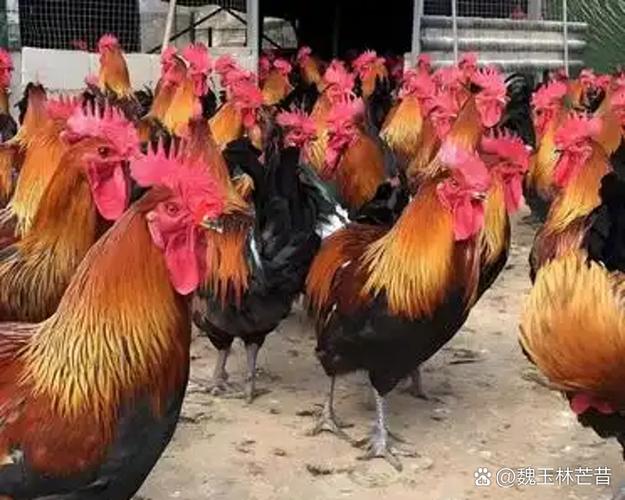 黑瑶鸡的特点