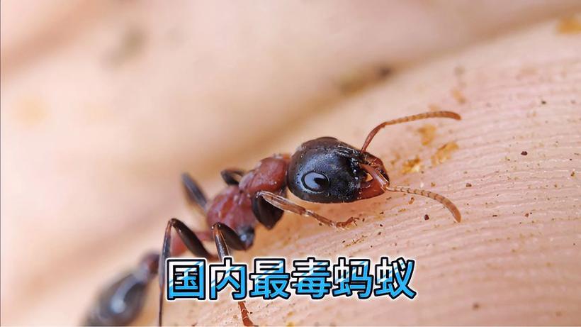 蚂蚁视频图标