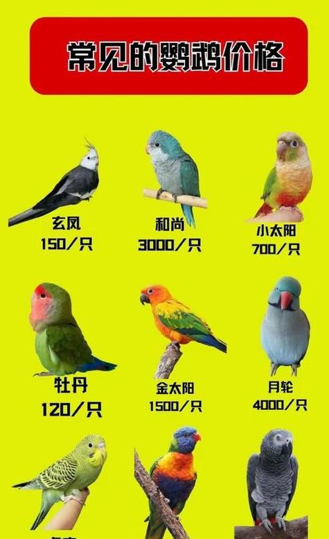 鹦鹉品种及图片图标
