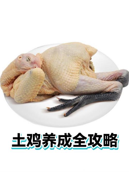 土鸡游戏解说