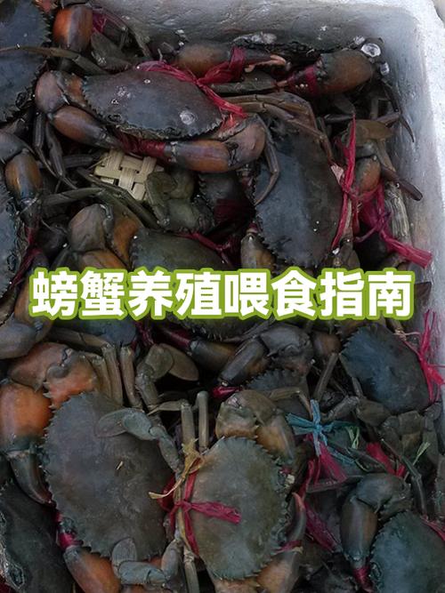 来事前吃螃蟹有事吗