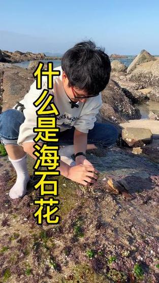 海底石花图片游戏截图