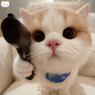 猫咪动图表情包游戏截图