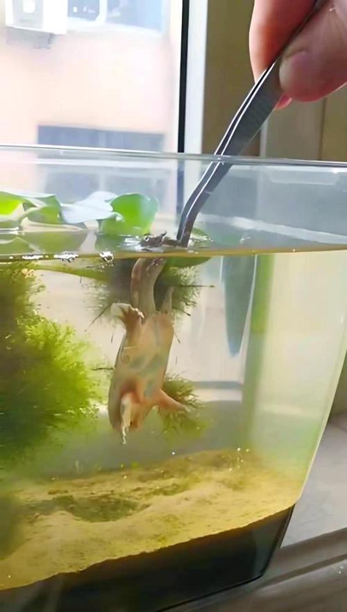 鱼缸里可以养甲鱼吗图标
