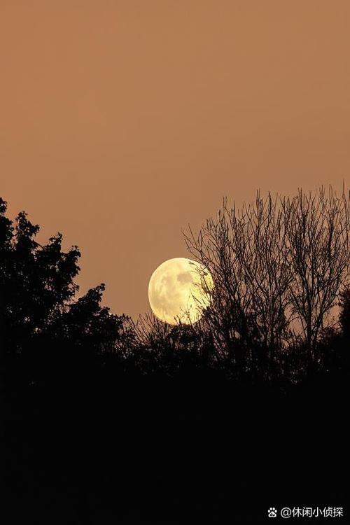 moon中文版下载