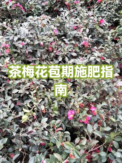 茶梅最忌三种肥料图标